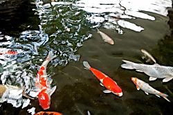 Waikiki Banyan Ocean View Unit