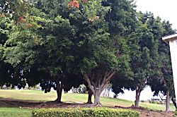 Fairway Terrace Waikoloa, Hi