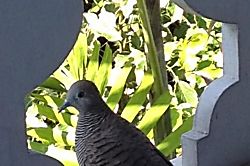 Kona Islander Inn, Unit 322