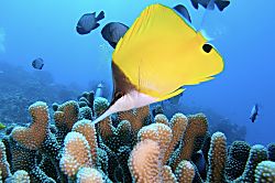 White Sands Beach Condo #322