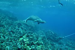 Honua Kai Resort Konea 103