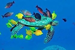 Waikoloa Village vacation rental