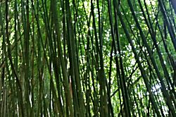 Kihei Bay Surf Vacation Rental