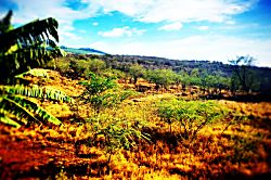 Auntie Kali's Cottage