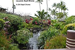 Napili Shores A204