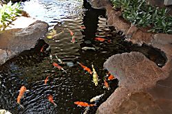 Waikiki Banyan 1 Bedroom