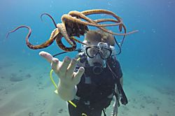 Kapalua Ridge 711-13