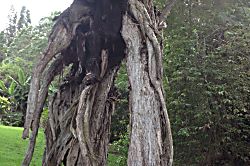 Volcano Big Tree Sanctuary