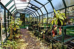 Volcano Big Tree Sanctuary