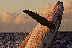 Sugar Beach Resort 212