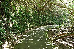 Hanalei Bay Resort 8231