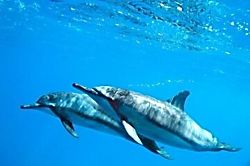 Napili Shores I building