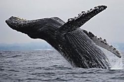 Kapalua Ridge Villas 2812