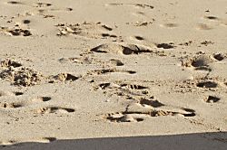 Napili Shores Unit A-201