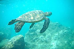 Hawaiian Princess Makaha Owner's Unit 