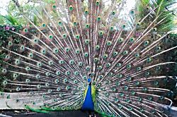 Makaha Valley Towers Condo