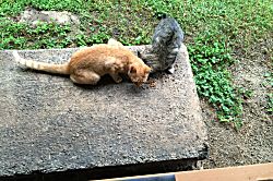 Skipper’s Beach Cabana