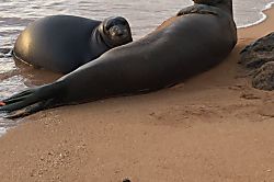 Skipper’s Beach Cabana
