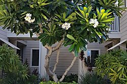 Waikoloa Beach Villas H22