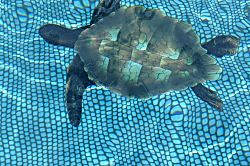 Kihei Akahi Vacation Condo