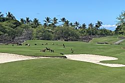 Mauna Lani Golf Villas.