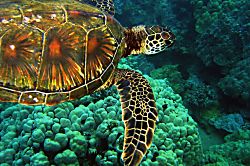 Maui Kamaole Luxury Condo