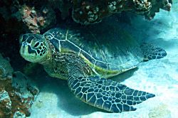 The Plantation at Princeville