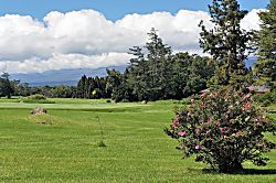 Ferns & Frogs Forest Hale