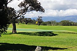 Ferns & Frogs Forest Hale