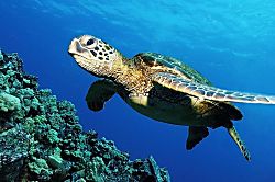 Kamaole Beach Royale 201