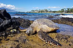 Kamaole Beach Royale 201