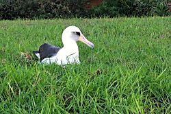 Plantation at Princeville