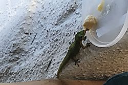 Ocnfrnt, Casa DeEmdeko Ironman