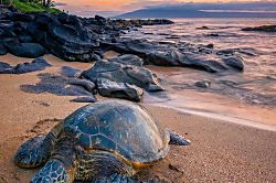 Maui Vista #2109 - Kihei