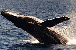 Hale Wailana ~2b/2b~ 