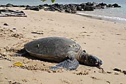 Punaluu Beachfront Condo