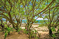 Holo Makani Beach House