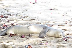 Lae Nani Private Condo