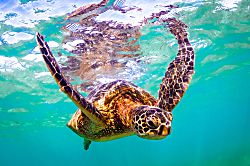 Little Slice of Paradise