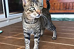 Baby Beach Bungalow 2