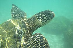 Kuleana Resort Unit 411