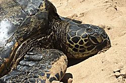 Kuleana Resort Unit 411