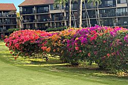 Papakea  Ocean Front Resort