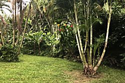 Hana's Tradewind Cottage