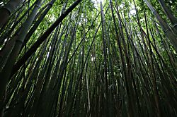 Kihei Kai Nani 1-103