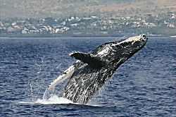 Kana'i a Nalu Ground Floor