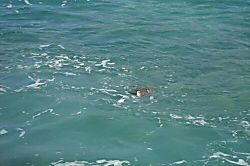 Hawaiian Princess-Makaha