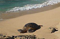 Hawaiian Princess-Makaha