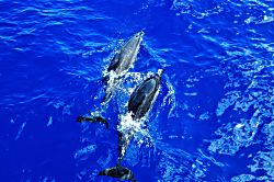 Wailea Beach Villas L-210