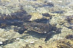 Historic Kailua Village Oceanview Condo